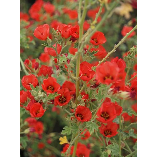 Sphaeralcea Newleaze Coral - Gömbmályva