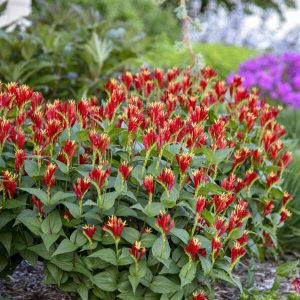   Spigelia marilandica Little Redhead - Erdei rózsaszíngyökér