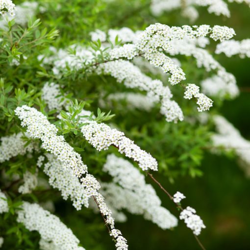 Spiraea cinerea Grefsheim - Hamvas gyöngyvessző