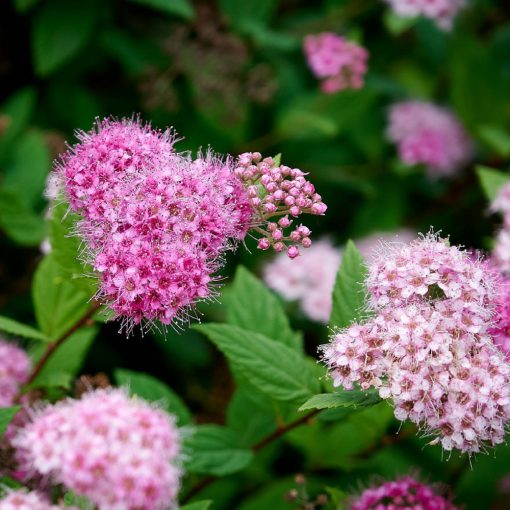 Spiraea japonica Manon - Japán gyöngyvessző