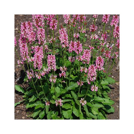 Stachys officinalis Pink Cotton Candy - Orvosi tisztesfű