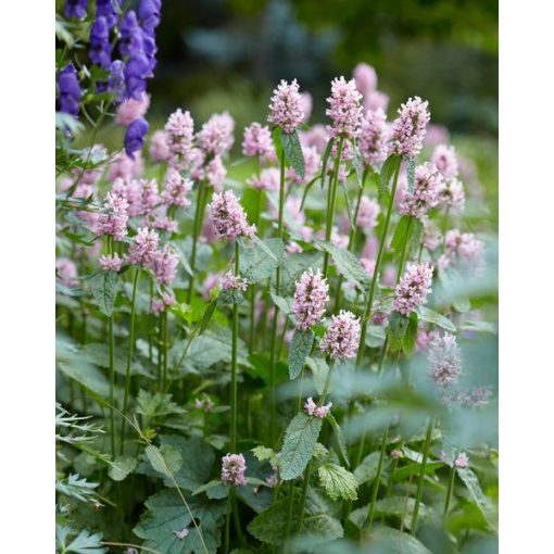 Stachys officinalis Summer Sweets - Orvosi tisztesfű