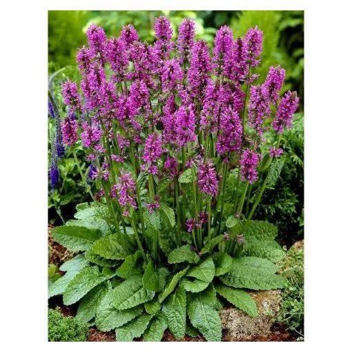 Stachys officinalis Ukkie - Orvosi tisztesfű