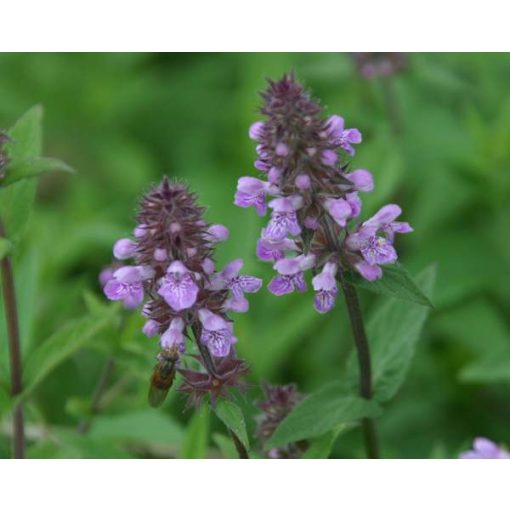 Stachys palustris - Mocsári tisztesfű