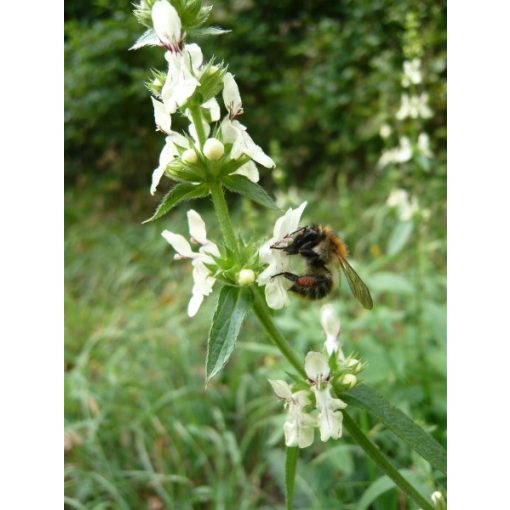 Stachys recta - Hasznos tisztesfű