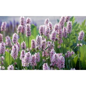 Stachys Summer Crush - Tisztesfű