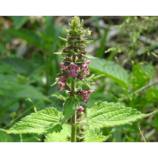 Stachys sylvatica - Erdei tisztesfű