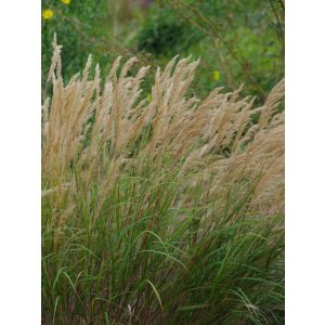 Stipa calamagrostis - Lándzsafű