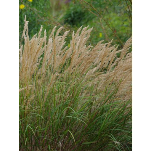 Stipa calamagrostis - Lándzsafű