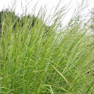 Stipa extremiorientalis