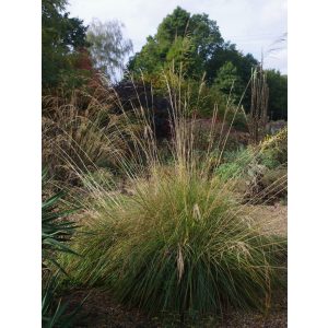 Stipa splendens - Magas árvalányhaj