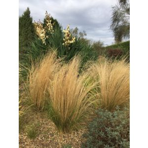 Stipa tenuissima - Mexikói árvalányhaj