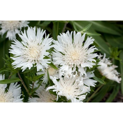 Stokesia laevis Alba - Olajbóbita