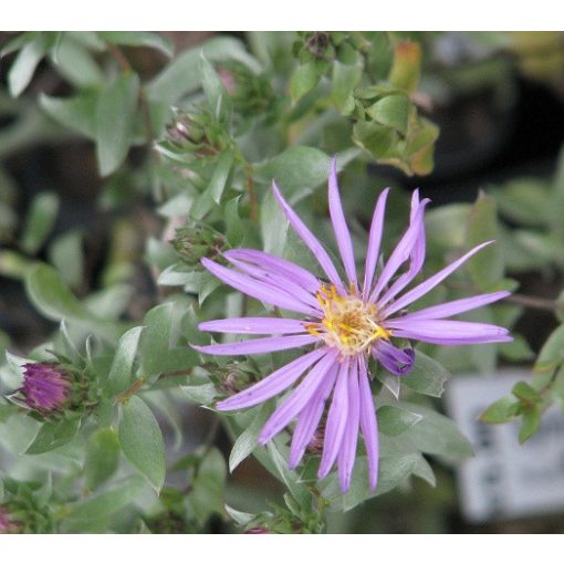 Symphyotrichum sericeum (Aster sericeus) - Selymes őszirózsa