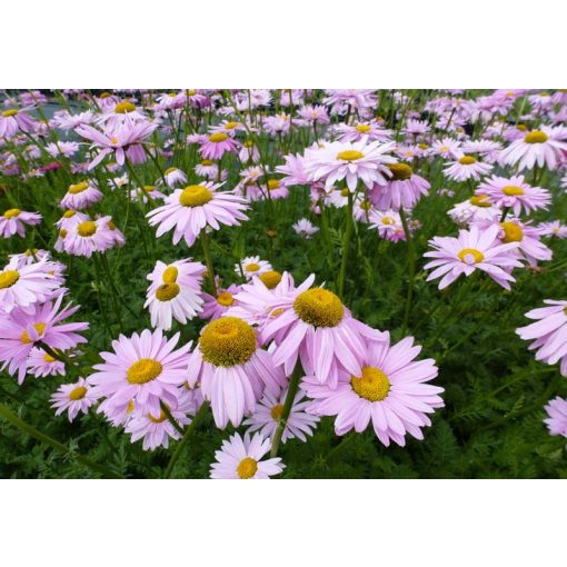 Tanacetum coccineum Robinsons Rose - Rózsaszín margitvirág