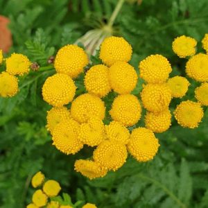 Tanacetum vulgare - Gilisztaűző varádics