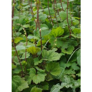 Tellima grandiflora Rubra - Csészerojt