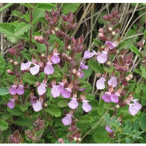 Teucrium chamaedrys - Sarlós gamandor