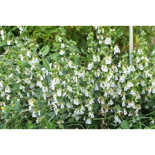 Teucrium chamaedrys Album - Sarlós gamandor