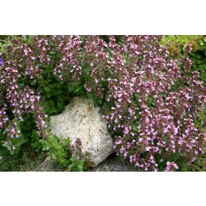 Teucrium chamaedrys Nanum - Sarlós gamandor