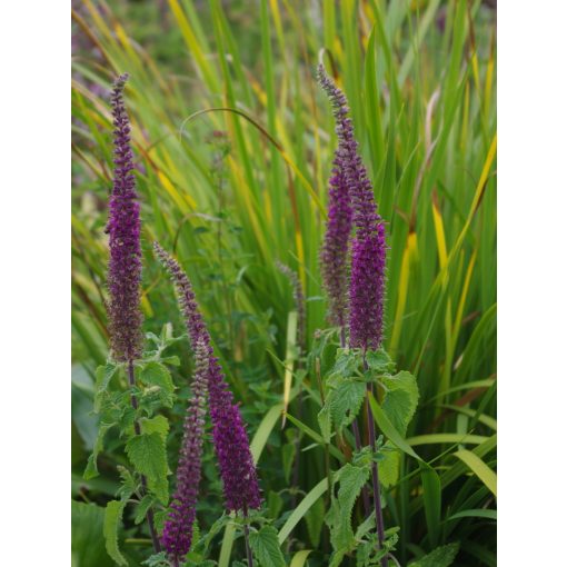 Teucrium hyrcanicum - Kaukázusi gamandor