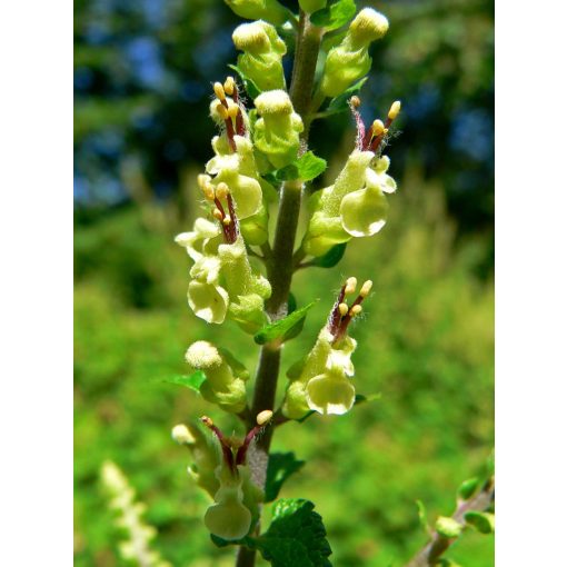 Teucrium scorodonia - Gamandor