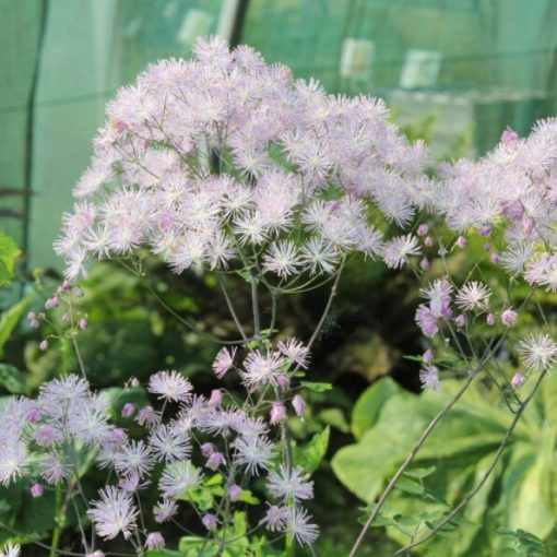 Thalictrum aquilegifolium The Cloud - Borkóró