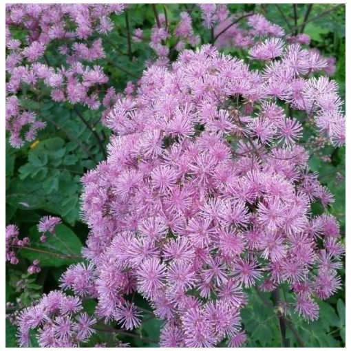 Thalictrum aquilegifolium Thundercloud - Borkóró