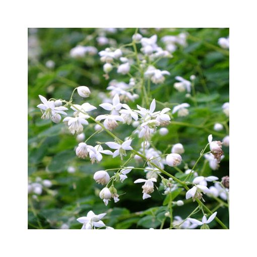 Thalictrum delavayi Album - Borkóró