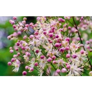 Thalictrum Elin - Borkóró