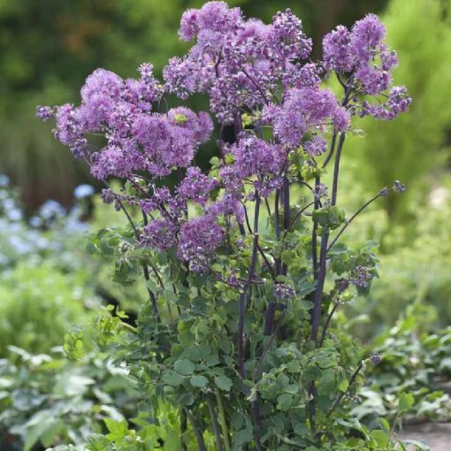 Thalictrum Purplelicious - Borkóró