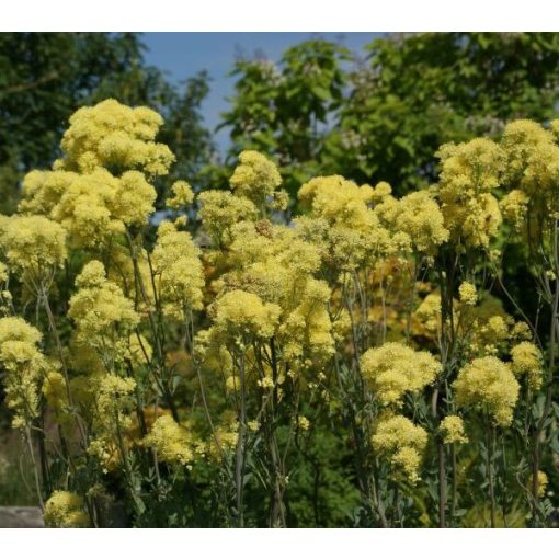 Thalictrum sphaerostachyum - Borkóró