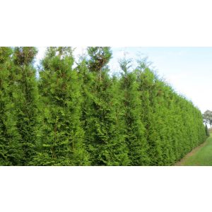 Thuja occidentalis Brabant - Nyugati tuja