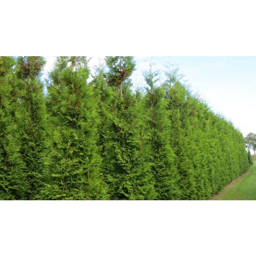 Thuja occidentalis Brabant - Nyugati tuja