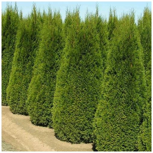 Thuja occidentalis Smaragd - Nyugati tuja