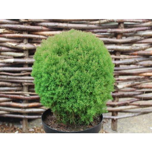 Thuja occidentalis Teddy - Nyugati tuja