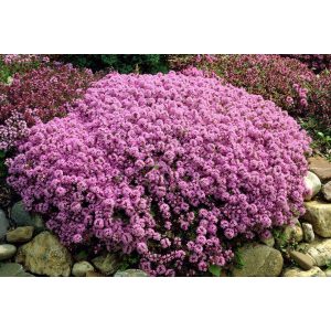 Thymus praecox - Korai kakukkfű