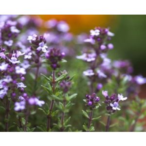 Thymus vulgaris - Kerti kakukkfű