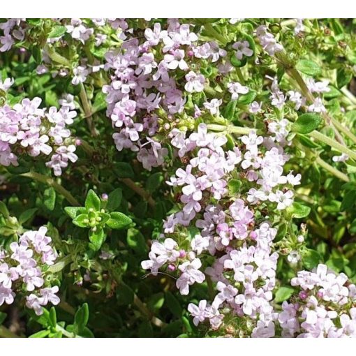 Thymus vulgaris Precompa - Kerti kakukkfű