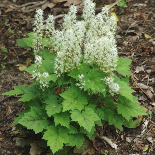 Tiarella cordifolia - Turbántok