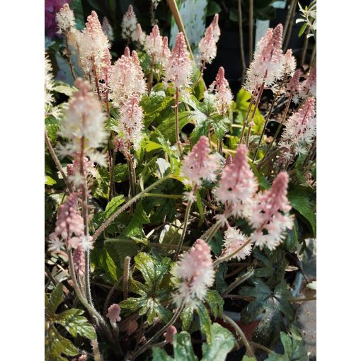 Tiarella Pink Skyrocket - Turbántok