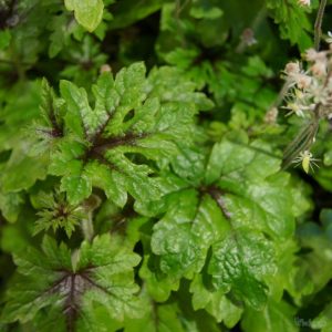 Tiarella Skeleton Key - Turbántok