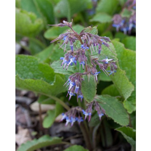 Trachystemon orientalis - Keletiborágó