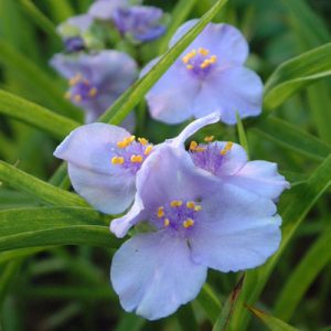 Tradescantia x andersoniana Little Doll - Kerti pletyka