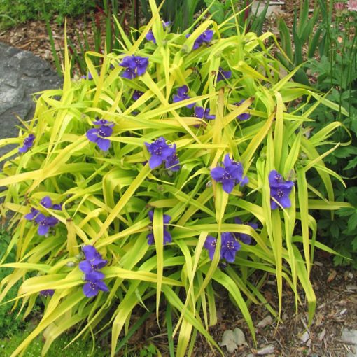 Tradescantia x andersoniana Sweet Kate - Kerti pletyka