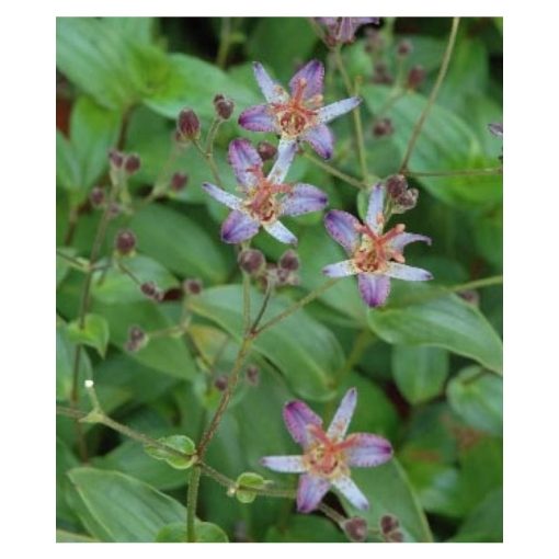 Tricyrtis hirta Taiwan Adbane - Borzas púpliliom