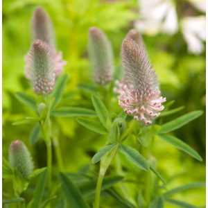 Trifolium rubens Peach Pink - Pirospozsgás lóhere