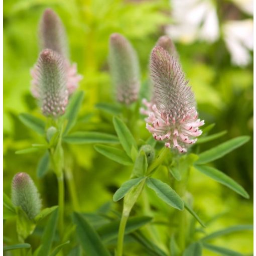 Trifolium rubens Peach Pink - Pirospozsgás lóhere