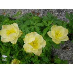 Trollius x cultorum Alabaster - Zergeboglár