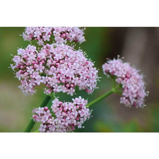 Valeriana officinalis - Orvosi macskagyökér